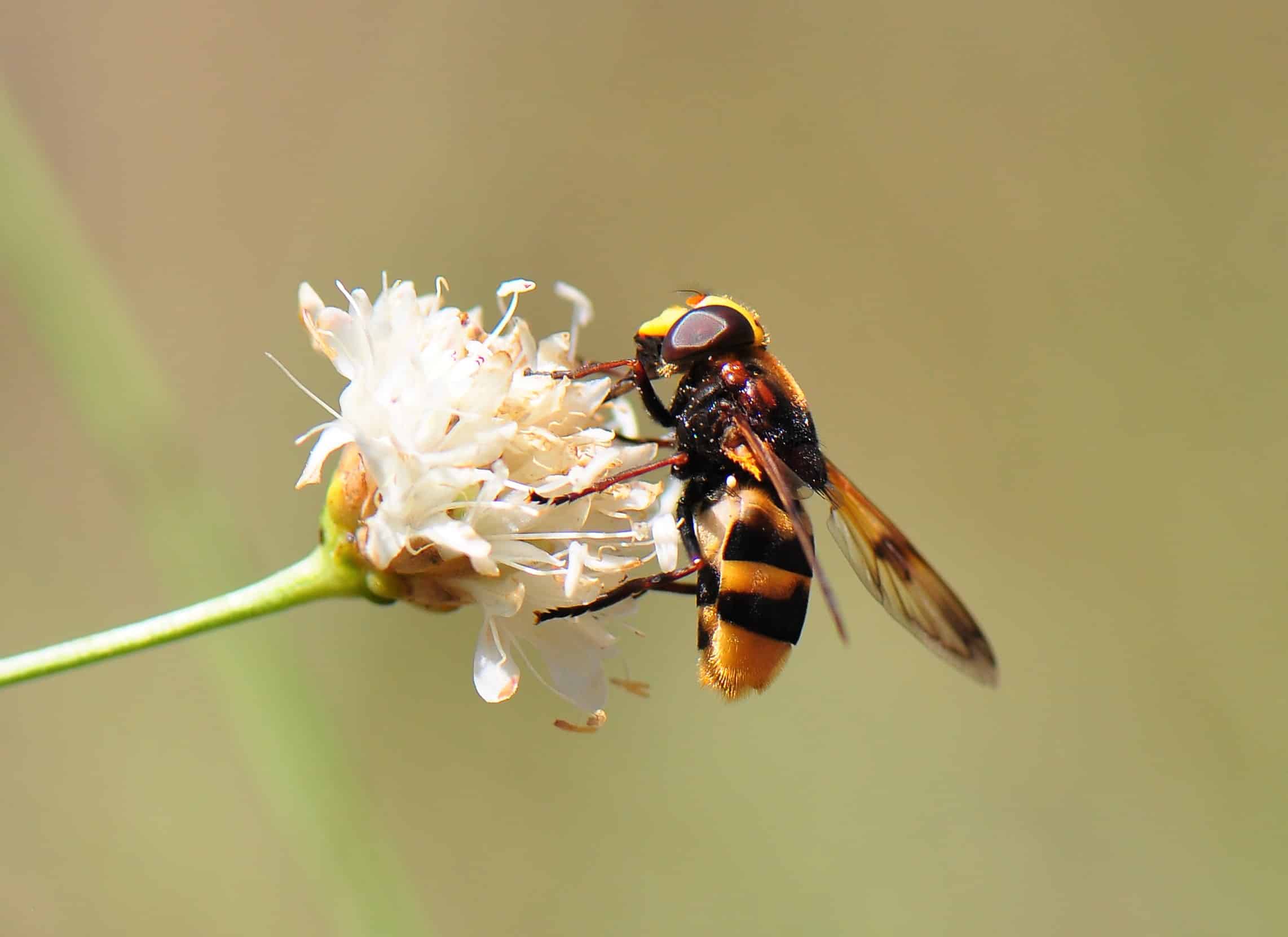 Transportando el polen